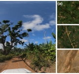 Nuovo dataset satellitare globale per la pianificazione umanitaria e il monitoraggio dei cambiamenti nelle infrastrutture stradali