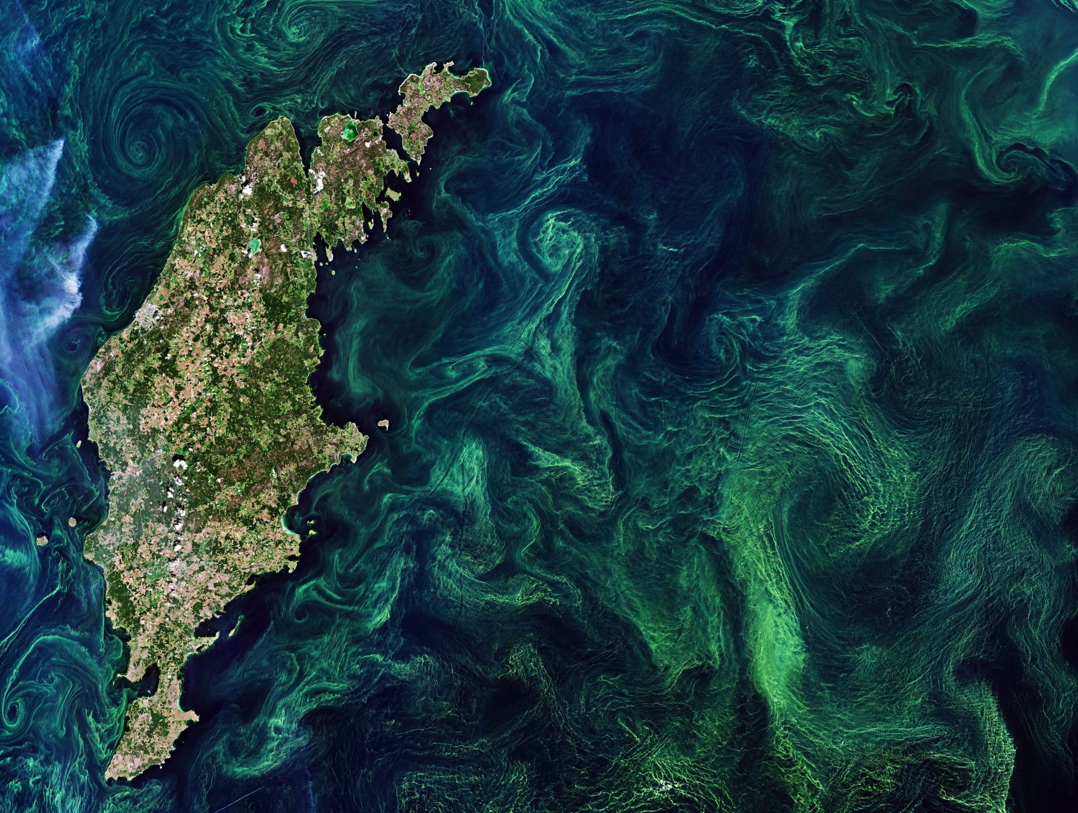 Fioriture di alghe (Mar Baltico)